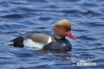 Red-crested Pochard