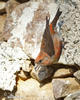 Red Crossbill