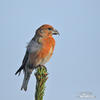 Red Crossbill