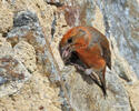 Red Crossbill