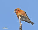 Red Crossbill