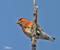 Red Crossbill