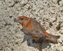 Red Crossbill