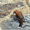 Red Crossbill