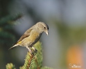 Red Crossbill