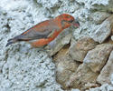 Red Crossbill