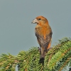 Red Crossbill