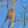 Red Crossbill