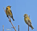 Red Crossbill