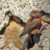 Red Crossbill