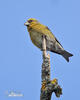 Red Crossbill