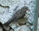 Red Crossbill