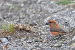 Red Crossbill