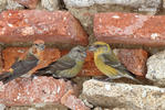 Red Crossbill