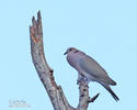 Red-eyed Dove