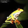 Red-eyed Tree Frog