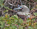 Red-footed Booby