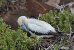 Red-footed Booby