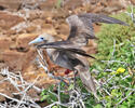 Red-footed Booby