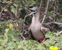 Red-footed Booby