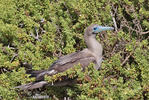 Red-footed Booby