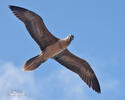 Red-footed Booby