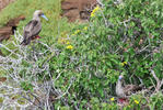 Red-footed Booby