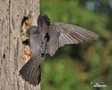 Red-footed Kestrel