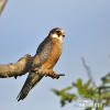 Red-footed Kestrel