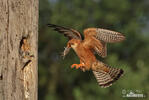 Red-footed Kestrel