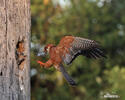 Red-footed Kestrel