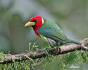 Red-headed Barbet