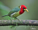 Red-headed Barbet