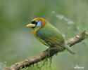 Red-headed Barbet