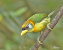 Red-headed Barbet