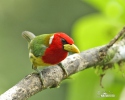 Red-headed Barbet