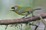 Red-headed Barbet