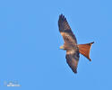 Red Kite