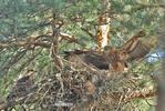 Red Kite