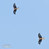 Red Kite