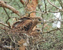 Red Kite