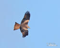 Red Kite