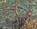 Red Kite