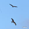 Red Kite