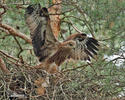 Red Kite