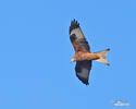 Red Kite