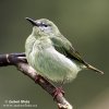 Red-legged Honeycreeper