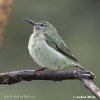 Red-legged Honeycreeper