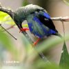 Red-legged Honeycreeper