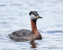 Red-necked Grebe